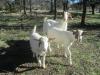 Boer cross goats for sale