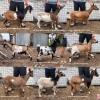 Registered Nigerian Dwarf Goat Herd