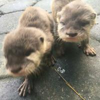 Lovely male and female Otters available