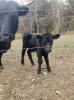 Dexter bull calf/cow pair